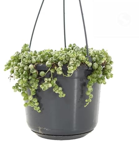 Senecio Rowleyanus Natural Planta Colgante de Interior