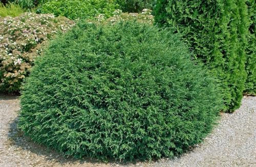 Chamaecyparis lawsoniana 'Tharandtensis Caesia' 50 cm Stammhöhe – Winterhart & Immergrün & Pflegeleicht – Blaue Scheinzypresse – Heckenpflanze für Garten & Sichtschutz