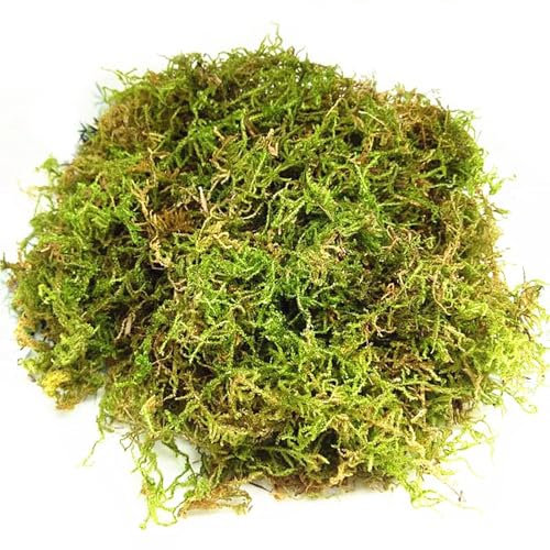 CONNECTION Dried Moss Dried Forest Moss for Potted Plants Natural Sphagnum Moss Live Moss Sphagnum Moss Reptile for Terrarium Decor,Plants,Crafts,Orchid Soil Medium,Home Garden (200g)