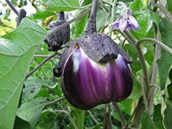 Potseed Germination Les graines: 100 - Graines: Graines Aubergine-Violetta Di Firenze-Grand-trapu Heirloom Farce Variété-Grand!
