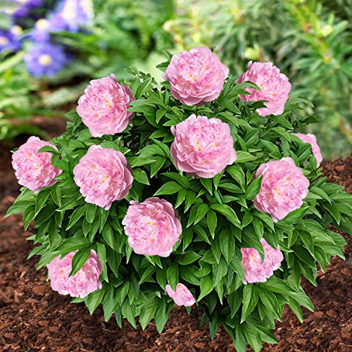 Pfingstrosen Pflanzen Winterhart Pink Passion - 1 Wurzel - große Päonien Hybride - Mehrjährige Staude - Pflanzen aus Holland für Garten und Topf (kein Samen, Zwiebeln, nicht künstlich)