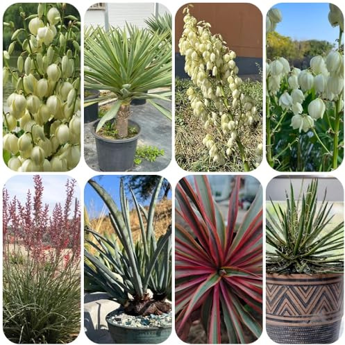 Semi di Yucca Filamentosa, per giardino di prodotti sostenibili perenni per luoghi soleggiati 80pcs