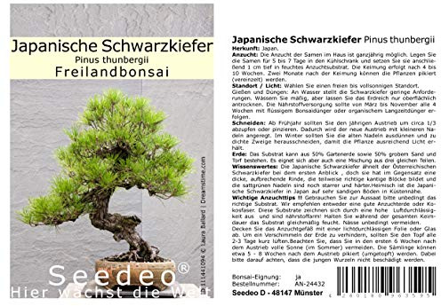 Seedeo Japanische Schwarzkiefer (Pinus thunbergii) Freilandbonsai 30 Samen