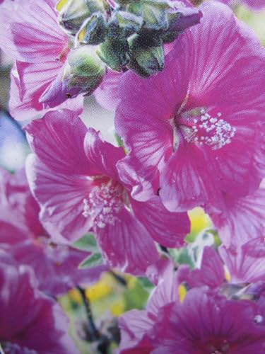 Lavatera cultorum Chamallow ® - Buschmalve - Strauchpappel - 30-40cm