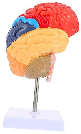 OKUMEYR Menschliches Gehirnmodell Anatomisches Lehrmodell Gehirn Aus Hochwertigem Abnehmbares Design Für Physiologie Und Anatomieunterricht