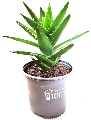 Delightful Mini Aloe Vera Plant Excellent healing benefit - Aloe Vera Gel - Next day delivery option - Aloe Vera, Aloe vera plants, Aloe plant, Aloe Vera plant, Healing, Aloe Vera Gel, evergreen, easy care, treating burns cuts rashes, gift, plant gifts, kitchen plant, houseplant, office plant, Christmas, Christmas gifts, Christmas presents, Xmas gifts, Xmas, Small plants.