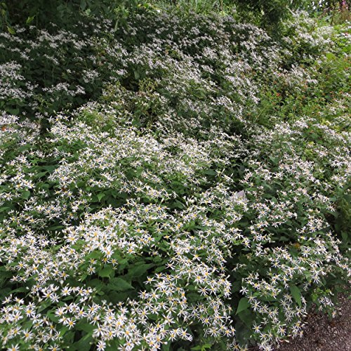 Blumixx Stauden Aster divaricatus – Weiße Wald-Aster, Herbstaster, weiß blühend, bienenfreundlich, winterhart, im 0,5L Topf – pflegeleichte Staude für Schatten & Halbschatten