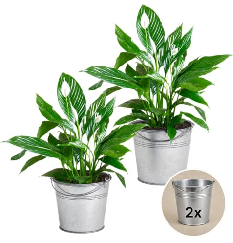 Einblatt + 2x Zinktopf | 2er-Set | Spathiphyllum | ca. 40-50 cm | ø 12-15 cm Topf | Pflegeleichte Zimmerpflanzen für Wohnung und Büro | Qualität vom Pflanzen Profi | Ideale Raumbegrünung