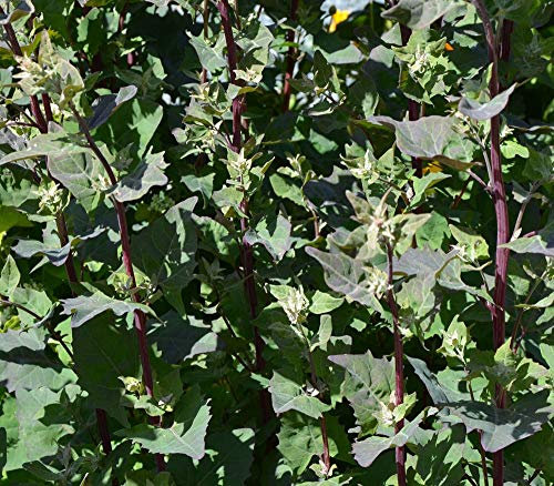 75 Semi di Atriplex Hortensis - Giardino Orach