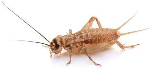 Heimchen mittel Dose 60 STK. | Futterinsekten lebend | Futtertiere für Reptilien, Vögel