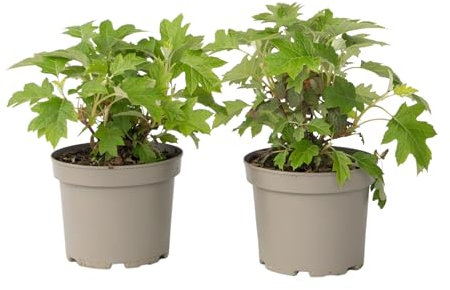 Plant in a Box - Ortensia - 2 Pezzi - Hydrangea 'Toy Soldier' - Altezza 25-40cm - ⌀19cm