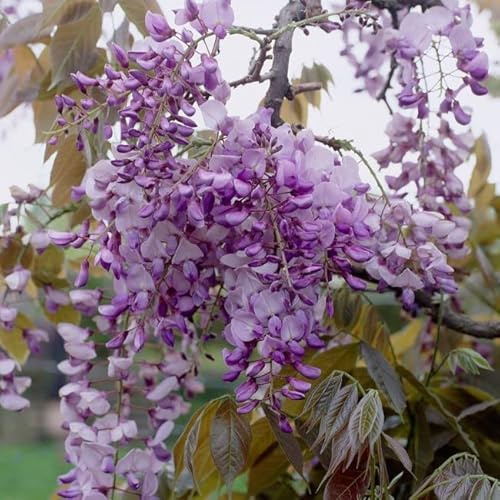 Plant Theory 80-100cm Cane Wisteria floribunda Multijuga Japanese Wisteria White Flowering Vine Climbing Plant Grafted 3L Pot