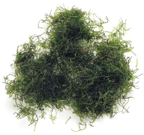 K2AQUA 10 Grams Java Moss (Taxiphyllum Barbieri) Live Aquarium Plant for Freshwater Tropical Fish Tank Easy to Grow Low Maintenance Planted Tanks Natural Decoration and Water Purifier