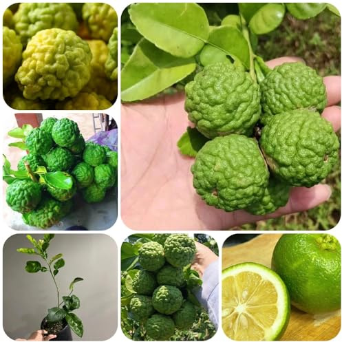 Semillas de tilo, emillas orgánicas Citrus hystrix, exóticas enanos resistentes para balcones 100pcs
