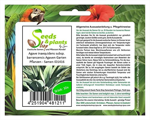 Stk - 10x Agave inaequidens subsp. barrancensis Agaven Garten Pflanzen - Samen ID1416 - Seeds & Plants Shop by Ipsa