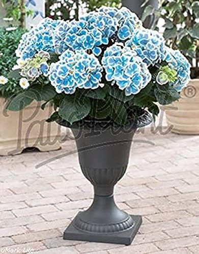Hortensie Hydrangea macrophylla 'Bavaria' 20-30 cm – Robuste & Dekorative Blühpflanze für Garten & Balkon, Pflegeleicht und Farbhervorhebend
