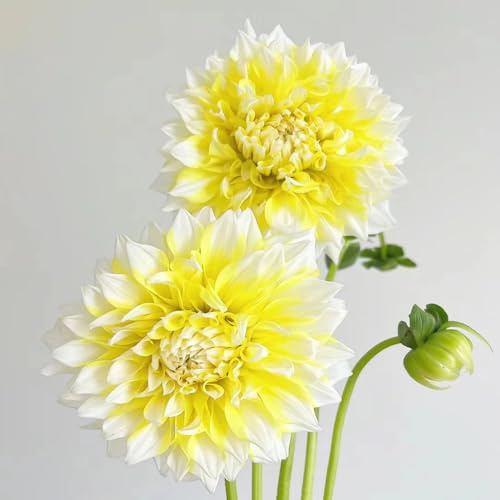 dahlien samen - kräutergarten, winterfeste pflanzen für balkon, blumen garten pflanzen winterhart draußen, blumen blumenwiese samen mehrjährig winterhart, pflanztöpfe 40pcs