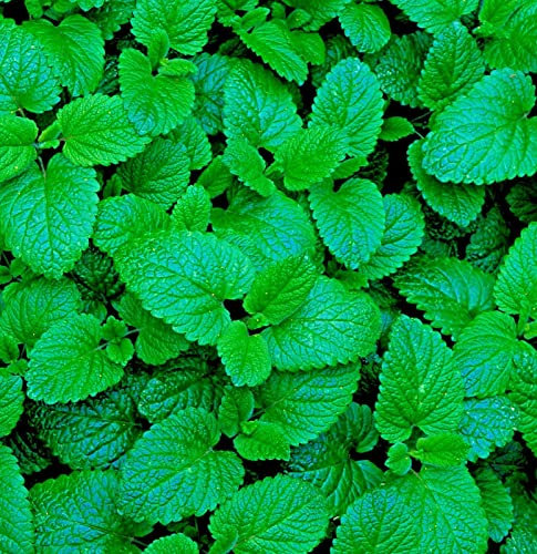 Buy4seeds Organic HERB Lemon Balm Melissa OFFICINALIS 600 Seeds Easy to Grow Garden Yard Patio