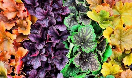 Heuchera mischung, Purpurglöckchen, Mischfarben,frosthart