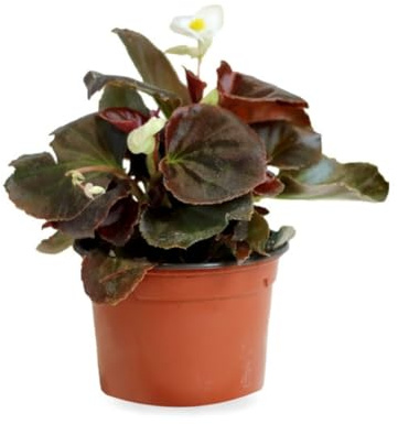 Verdecora Begonia Semperflorens Maceta Ø11 cm | Planta de Flor Continua | Ideal para Jardín, Balcón o Maceta | Surtido de Colores Resistentes al Sol