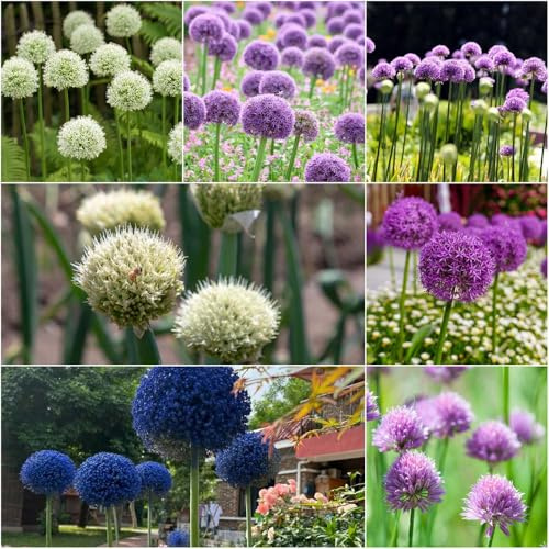 bulbi allium giganteum - per gli amanti del giardino resistenti decorativi resistenti all'aperto giardino gigante puerro 10pcs