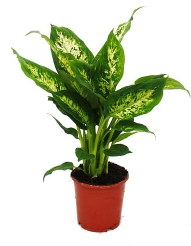 Exotenherz - Dieffenbachie Compacta - 1 Pflanze - pflegeleichte Zimmerpflanze - luftreinigend- 12cm Topf