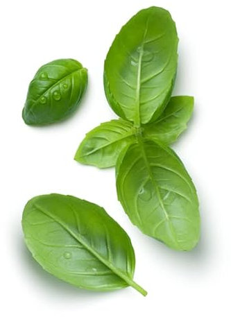 Semillas de Albahaca Gigante Italiana para Cultivar en Huerto Urbano Albahaca Hojas Grandes