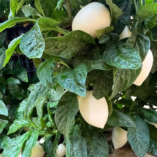 semillas de melón pera, de balcón de pera melón, columnar resistente enanos resistentes variedades antiguas comprar 40pcs