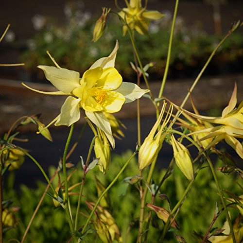 Blumixx Stauden Aquilegia chrysantha 'Yellow Queen' – Akelei, gelb blühende bienenfreundliche Gartenstaude, winterhart & pflegeleicht, für sonnige Beete & Naturgärten