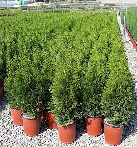 Thuja Occidentalis Smaragd (Tuia) vaso 19 cm