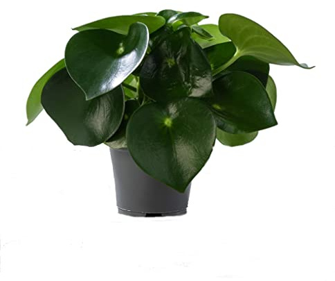 Peperomia Raindrop Natural Planta de Interior o Exterior con Hojas en Forma de Gota de Lluvia