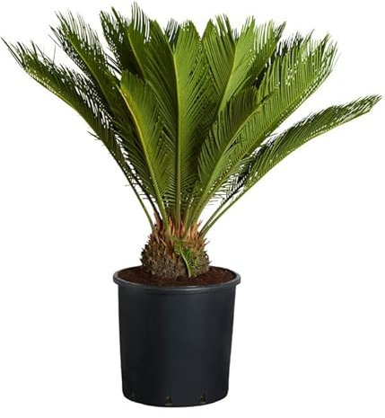 Palmera Cycas Revoluta Natural Planta de Exterior