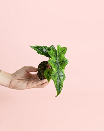 PUR PLANT Alocasia Jacklyn | Planta natural tropical de interior resistente | Hojas verdes recortadas y nervadas | Exótica, decorativa y purificadora | Maceta de Ø6 cm
