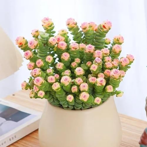 semillas de sedum - perennes resistentes camas elevadas jardín decoración cocina 35pcs