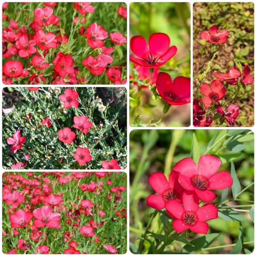 lein rot - bodendecker winterhart mehrjährig für garten dekoration wohnzimmer bienenfreundliche 1000samen