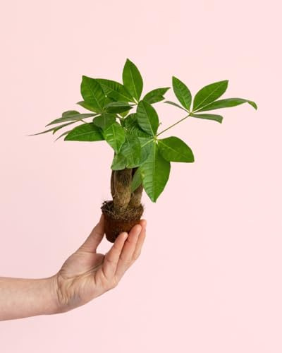 PUR PLANT Pachira Aquatica | Árbol del Dinero Natural | Planta de Interior Resistente | Maceta de Ø 6 cm