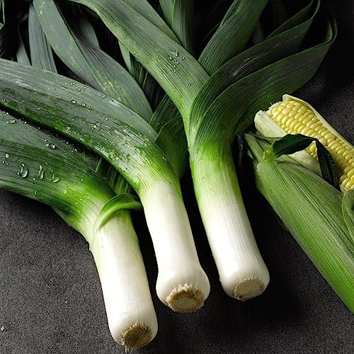 Leek Musselburgh Seeds Hardy Biennial Vegetable Garden Easy to Grow Your Own 1x 350 Seeds by Thompson & Morgan