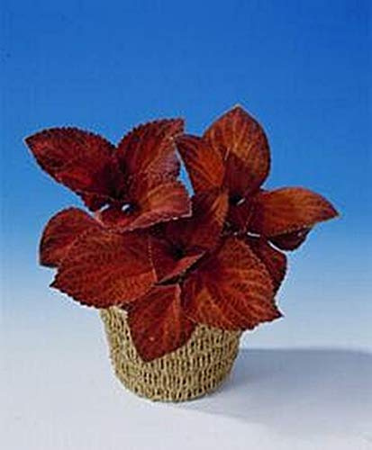 Coleus Giant Exhibition Magma Scarlet Annual Seeds