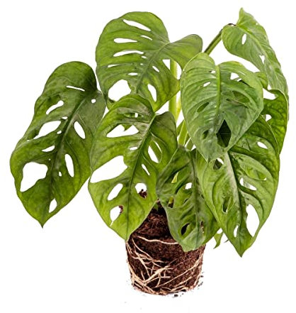 Planta Queso Suizo Monstera Obliqua Natural para Decorar la Casa