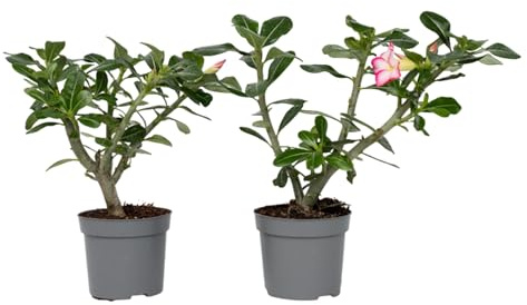 Plant in a Box - Adenium Obesum 'Étoile rose' - Set de 2 - Rose du désert - Adenium - Plantes exotique - Rosier violet - Pot 13cm - 30-45cm