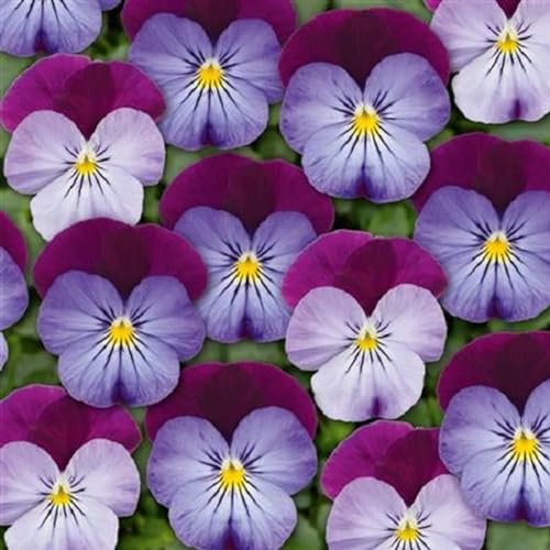 Helza Stiefmütterchen Twixini Blue Purple Wing F1, Blau Lila Flügel F1, Holländische Veilchen, 200 stück, Blumensamen für Garten und Balkon, Pflanzensamen, Saatgut von Kulturpflanzen
