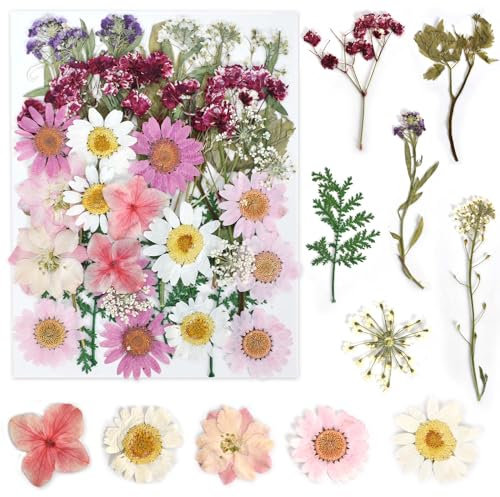 KYSUN Fiori Secchi Naturali Pressati, Fiore Compresso Rosa per Decorazioni e Fai Da Te
