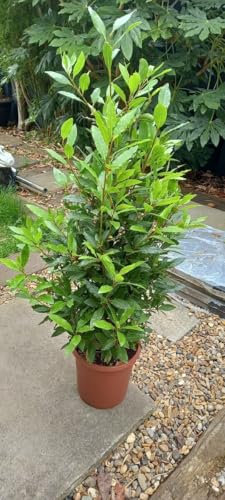 Alloro di Grottammare Laurus nobilis pianta aromatica sempreverde da siepe in vaso ø14 cm h. 30/50 cm - Vivaio di Castelletto