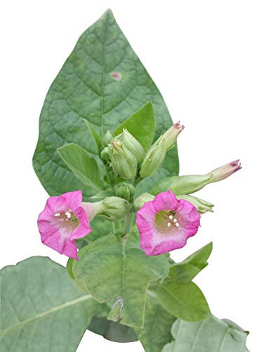 1000 Semillas *Nicotiana tabacum* (Tabaco de fumar real) By Samenchilishop