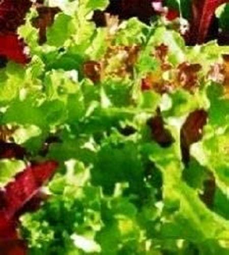 Lettuce - Mixed Salad Leaves - Baby Leaf Cut and Grow - Vegetable Seeds 500 Seeds