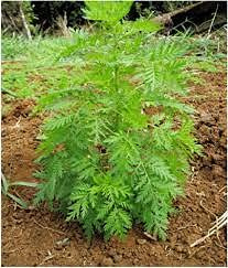 100 graines de semis de fleurs d'azalée: Graines