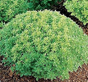 Paquet semi: 1.000 semi di basilico Semi greci