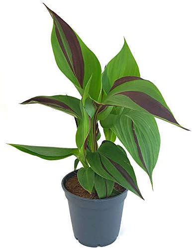 Fangblatt - Canna Cleopatra - indisches Blumenrohr mit gestreiften Blättern - ideale Kübelpflanze für Balkon oder Terrasse