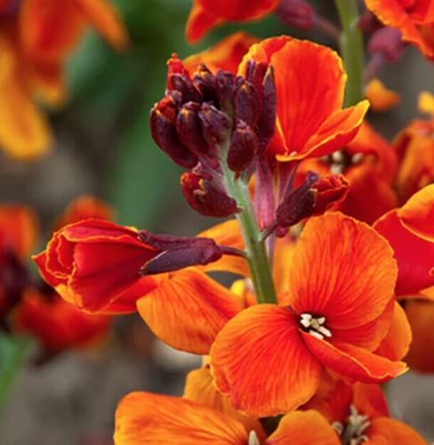 50 Seeds of Orange Fire King WallFlower , Garden Bees Bedding Perennial Scented Plant