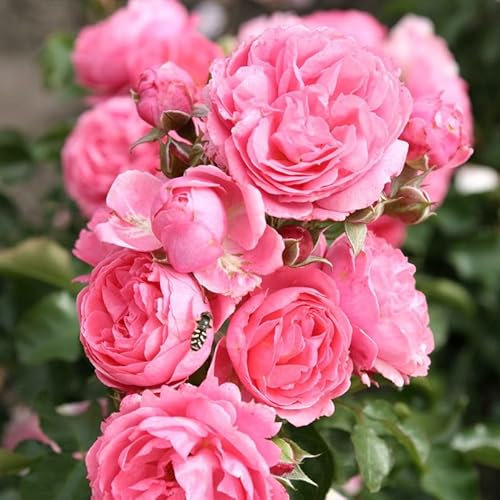 Beetrose „Moin Moin“ - rosa blühende Topfrose im L Topf - frisch aus der Gärtnerei - Pflanzen-Kölle Gartenrose